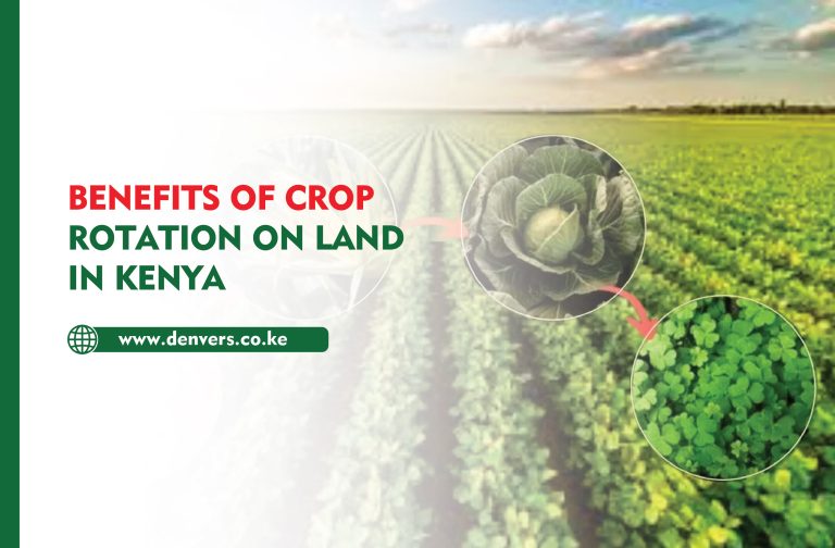 Benefits of Crop Rotation on Land in Kenya